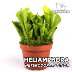 Heliamphora Heterodoxa x Minor Planta Carnívora para Terrario