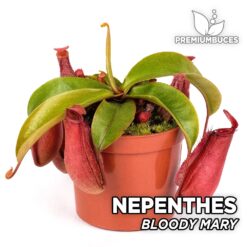 Nepenthes "Bloody Mary" Planta Carnívora para Terrario