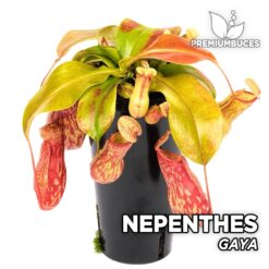 Nepenthes Gaya Planta Carnívora para Terrario