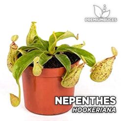 Nepenthes Hookeriana Planta Carnívora para Terrario
