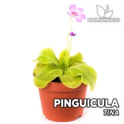 Pinguicula Tina Planta Carnívora para Terrario