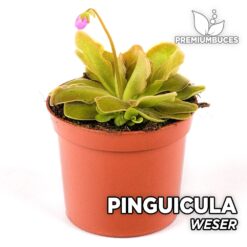 Pinguicula Weser Planta Carnívora para Terrario