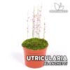 Utricularia Blanchetti Planta Carnívora para Terrario