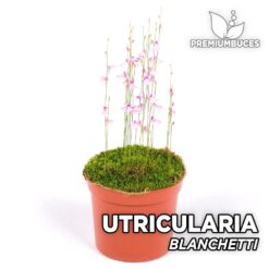 Utricularia Blanchetti Planta Carnívora para Terrario