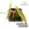 Begonia Amphioxus Planta para Terrario