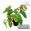 Begonia Dietrichiana Planta para Terrario