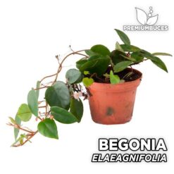 Begonia Elaeagnifolia Planta para Terrario