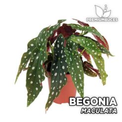Begonia Maculata Planta para Terrario