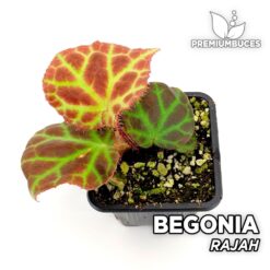 Begonia Rajah Planta para Terrario