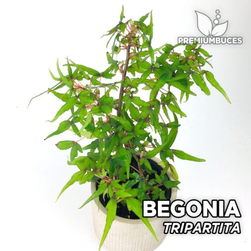 Begonia Tripartita Planta para Terrario