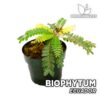 Biophytum Ecuador Planta para Terrario