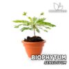 Biophytum Sensitivum Planta para Terrario