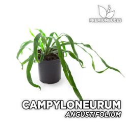 Campyloneurum Angustifolium Planta para Terrario