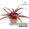 Cryptanthus Bivittatus Planta para Terrario