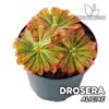 Drosera Aliciae Planta Carnívora
