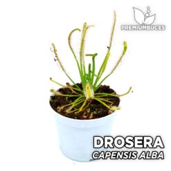 Drosera Capensis Alba Planta Carnívora para Terrario