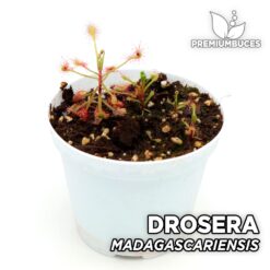 Drosera Madagascariensis Planta Carnívora para Terrario