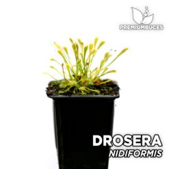 Drosera Nidiformis Planta Carnívora para Terrario