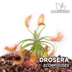 Drosera Scorpioides Planta Carnívora para Terrario