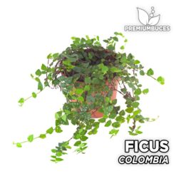 Ficus Colombia Planta para Terrario
