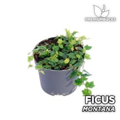 Ficus Montana Planta para Terrario