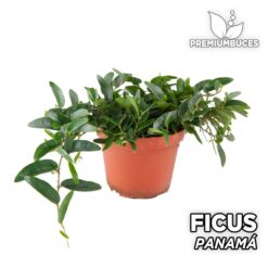 Ficus Panama Planta para Terrario