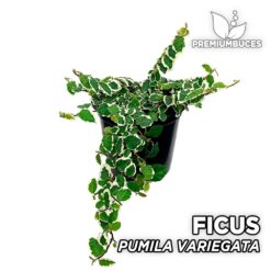 Ficus Pumila Variegata Planta para Terrario