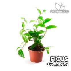 Ficus Sagittata Planta para Terrario