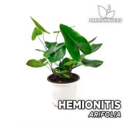 Hemionitis Arifolia Planta para Terrario