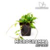 Microgramma Reptans Planta para Terrario