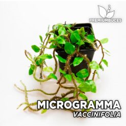 Microgramma Vacciniifolia Vaccinifolium Planta para Terrario