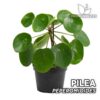 Pilea Peperomioides Planta para Terrario