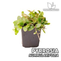 Pyrrosia Nummularifolia Planta para Terrario