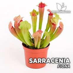 Sarracenia "Fiona" Planta Carnívora para Terrario