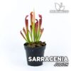 Sarracenia "Judith" Planta Carnívora para Terrario