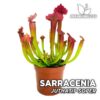 Sarracenia "Juthatip Soper" Planta Carnívora para Terrario
