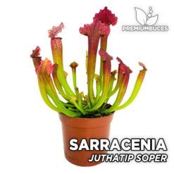 Sarracenia "Juthatip Soper" Planta Carnívora para Terrario