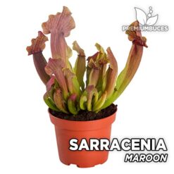 Sarracenia Maroon Planta Carnívora para Terrario