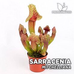 Sarracenia Mitchelliana Planta Carnívora para Terrario