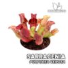 Sarracenia Purpurea Venosa Planta Carnívora para Terrario
