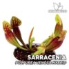 Sarracenia Purpurea Hybrid Planta Carnívora para Terrario