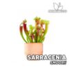 Sarracenia "Smoorii" Planta Carnívora para Terrario