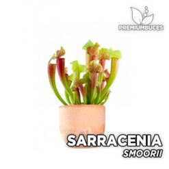 Sarracenia "Smoorii" Planta Carnívora para Terrario