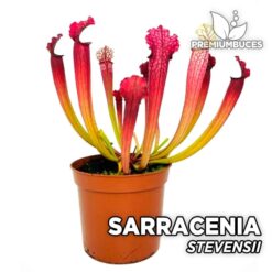 Sarracenia "Stevensii" Planta Carnívora para Terrario
