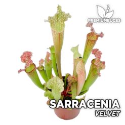 Sarracenia Velvet Planta Carnívora para Terrario