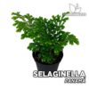 Selaginella Panamá Planta para Terrario