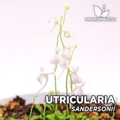 Utricularia Sandersonii Planta Carnívora para Terrario