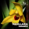 Maxillaria Variabilis Orquídea para Terrario