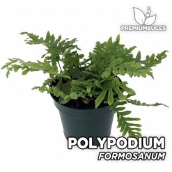 Polypodium Formosanum Helecho para Terrario