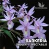 Barkeria Lindleyi x Spectabilis Orquídea para Terrario
